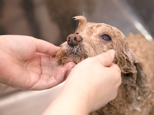 シャワーする犬